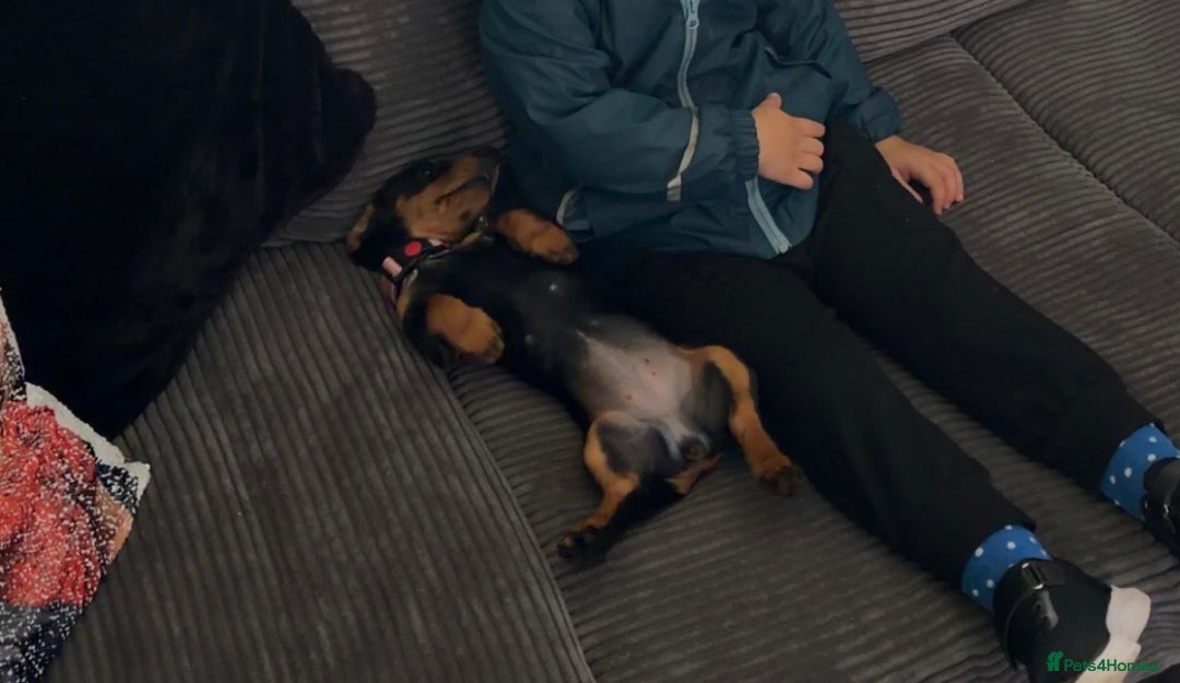 Dachshund dogs for sale: Dachshund miniature smooth haired - Image 3