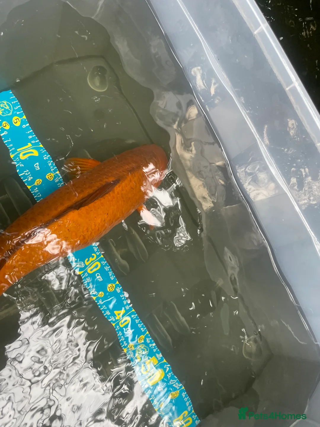 Koi Carp fish for sale: Shusui £90. Chagoi £80 Ghost £50 - Advert 9