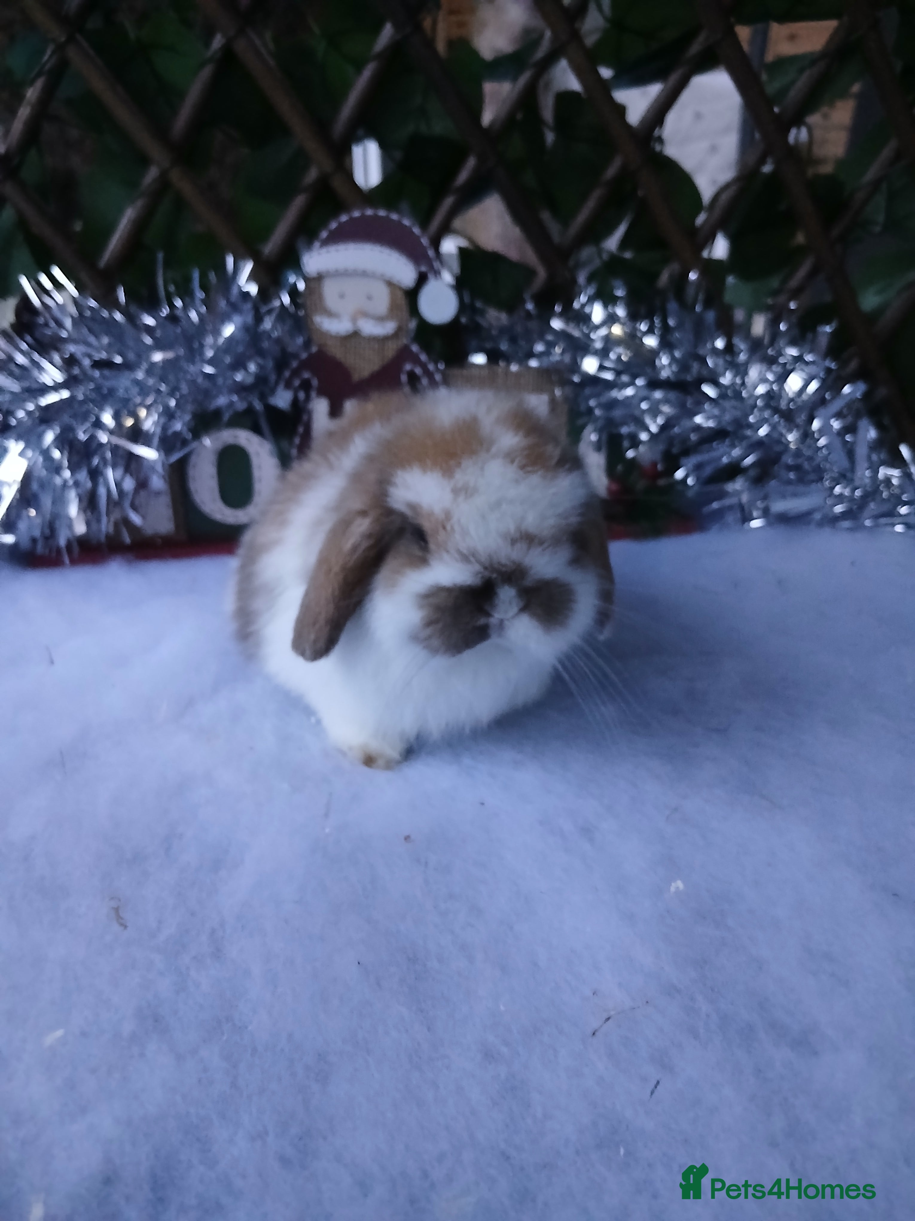 Mini Lop rabbits Stunning pure mini lop babies - Advert 13