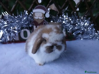 Mini Lop rabbits Stunning pure mini lop babies - Advert 13