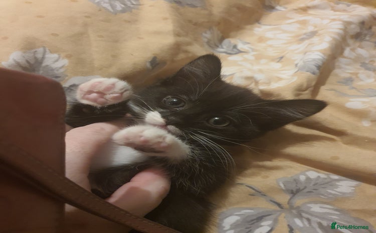 British Shorthair cats Kittens 8 weeks ready - Advert 2