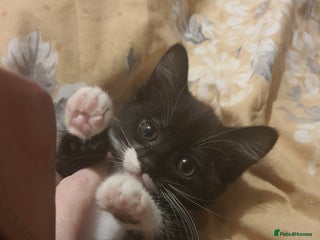 British Shorthair cats Kittens 8 weeks ready - Advert 1