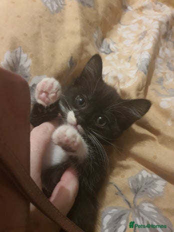 British Shorthair cats Kittens 8 weeks ready - Advert 6