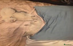 Siberian cats for sale: Siberian Kittens Super Friendly 💕🐾 - Image 19