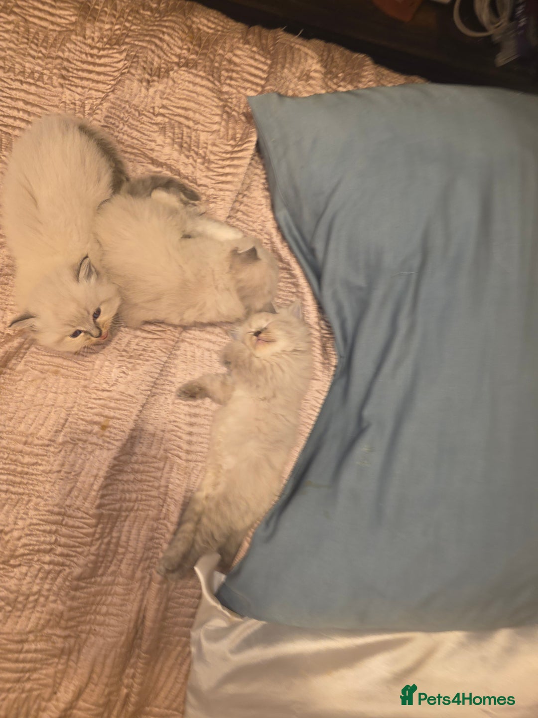 Siberian cats for sale: Siberian Kittens Super Friendly 💕🐾 - Image 19