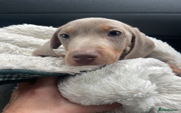 Miniature Dachshund dogs for sale: Isabella & tan miniature smoothcoat daschunds - Image 3