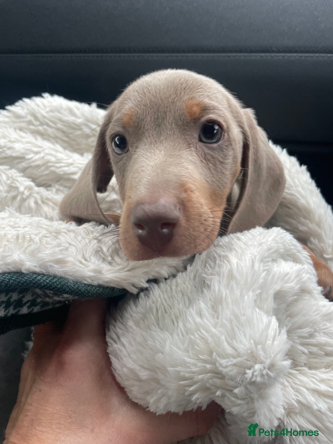 Miniature Dachshund dogs for sale: Isabella & tan miniature smoothcoat daschunds - Image 3