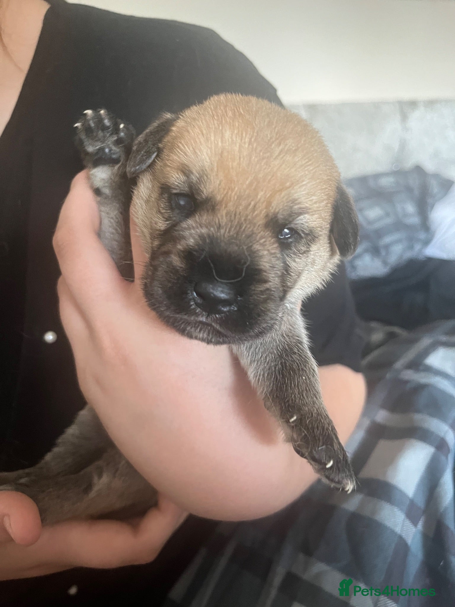 Mixed Breed dogs Canedoodle puppies £600 - Advert 2