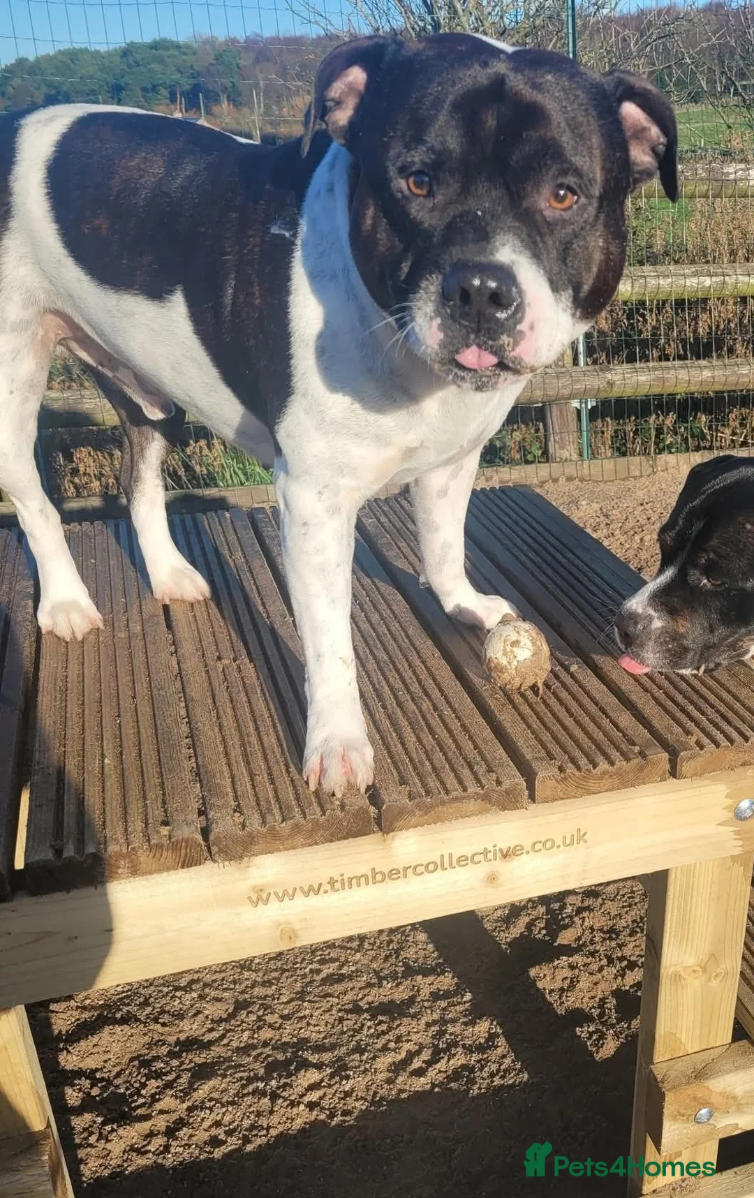 Staffordshire Bull Terrier dogs for sale: Jake needs a new home after his dad passed away  - Advert 2