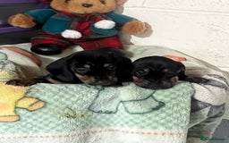 Dachshund dogs for sale: Dashund  - Advert 5