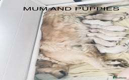Golden Retriever dogs for sale: Stunning Girl 16 weeks old  - Image 4