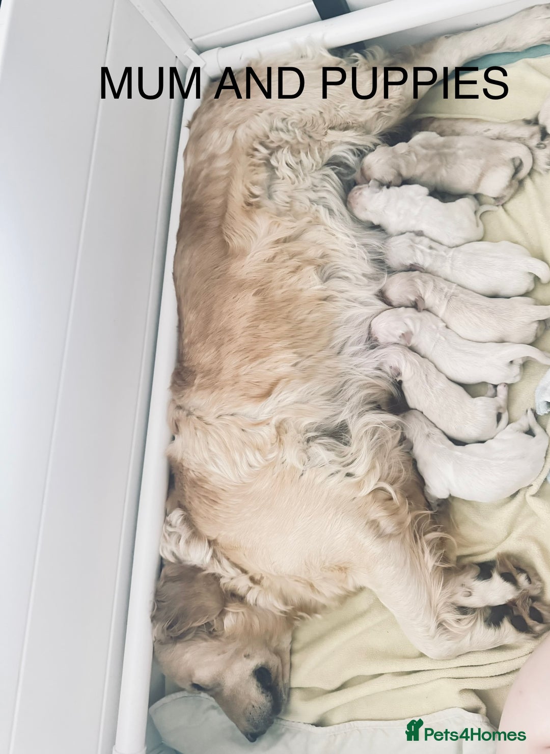 Golden Retriever dogs for sale: Stunning Girl 16 weeks old  - Image 4