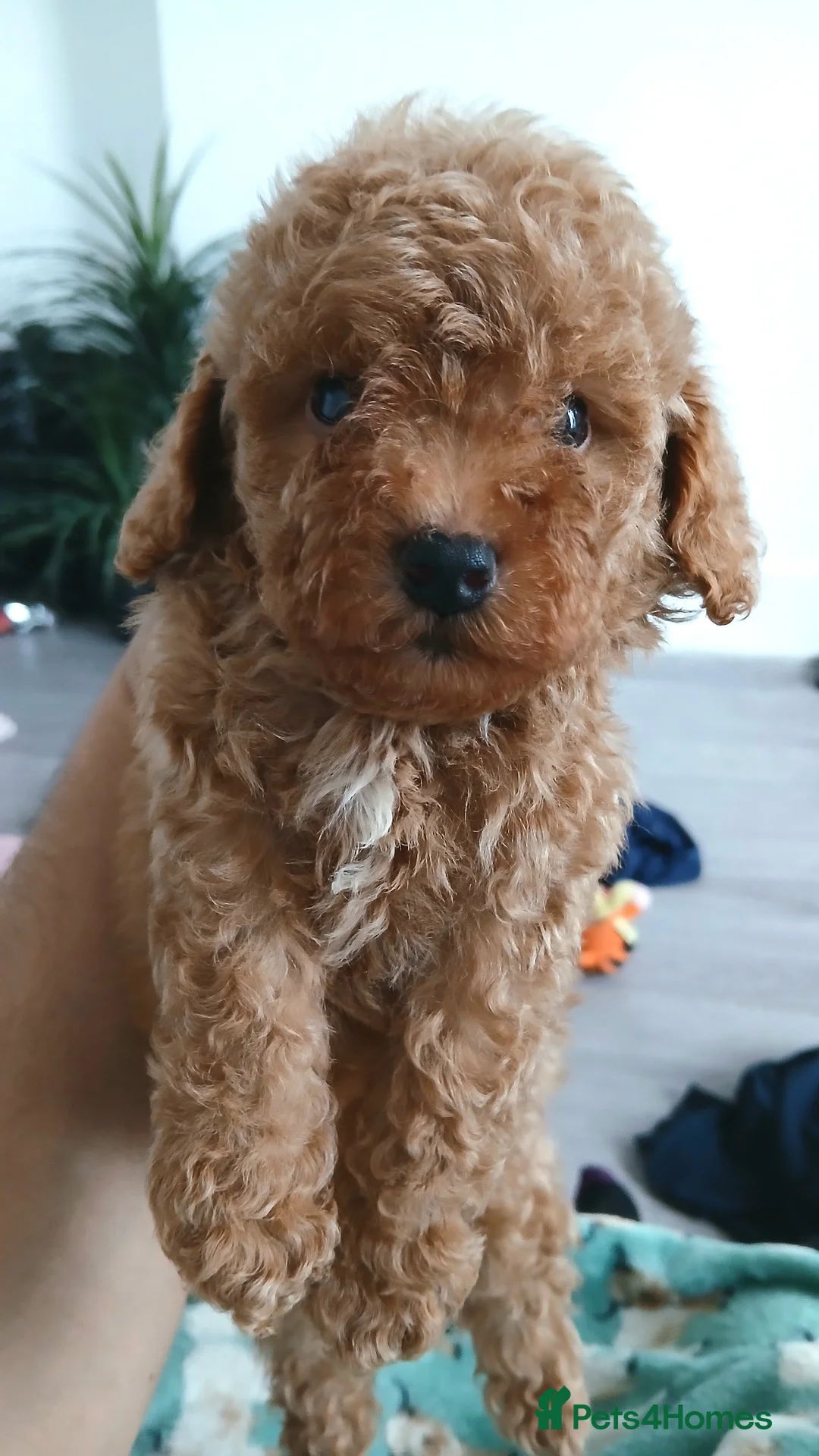 Maltipoo dogs for sale: 🐶 Beautiful F1B Maltipoo Puppies Available 🐶 in Blackburn - Advert 2
