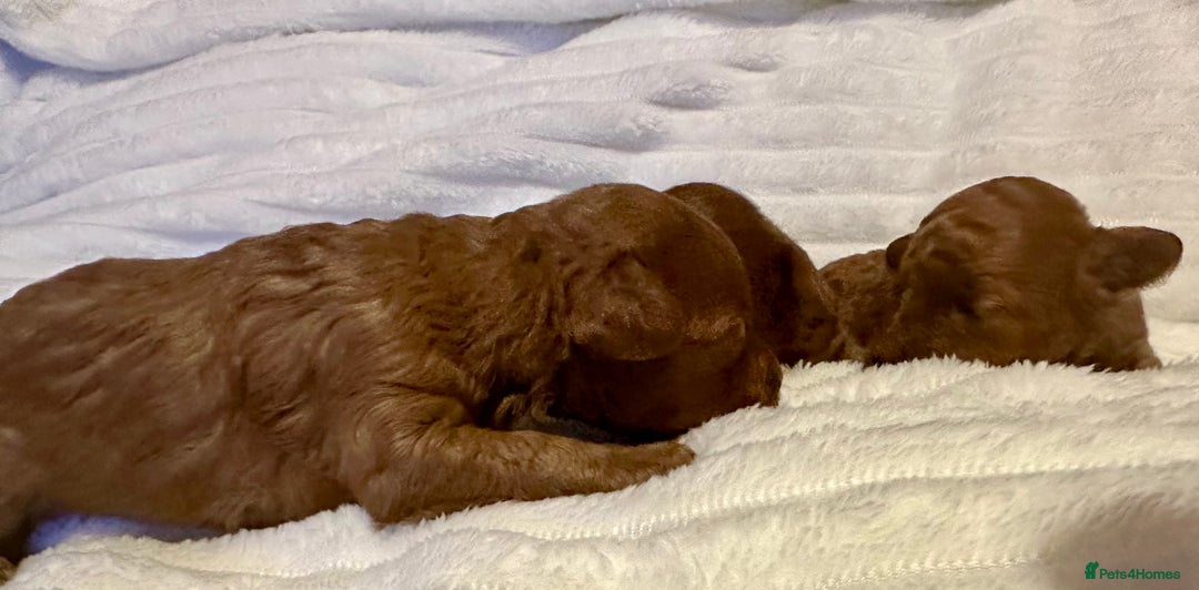 Toy Poodle dogs for sale: 2 TINY BOYS LEFT kc registered deep red toy poodle - Advert 18