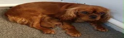 Cavapoo dogs for sale: Adorable cavapoo puppies in Letchworth Garden City - Advert 6