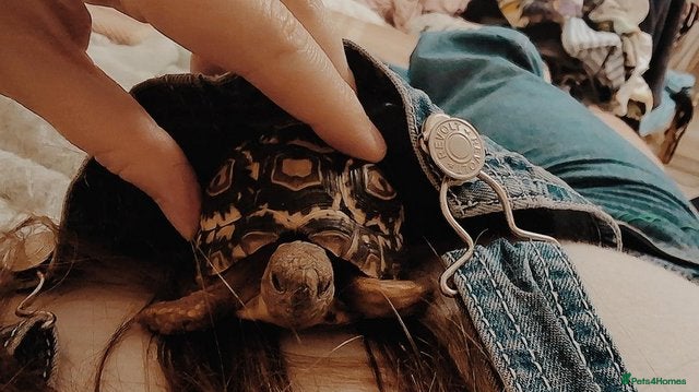 Tortoise reptiles 3 year (and 4 month) year old leopard tortoise  - Advert 1