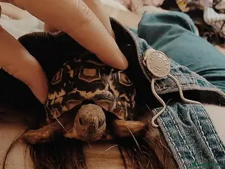 Tortoise reptiles 3 year (and 4 month) year old leopard tortoise - Advert 1