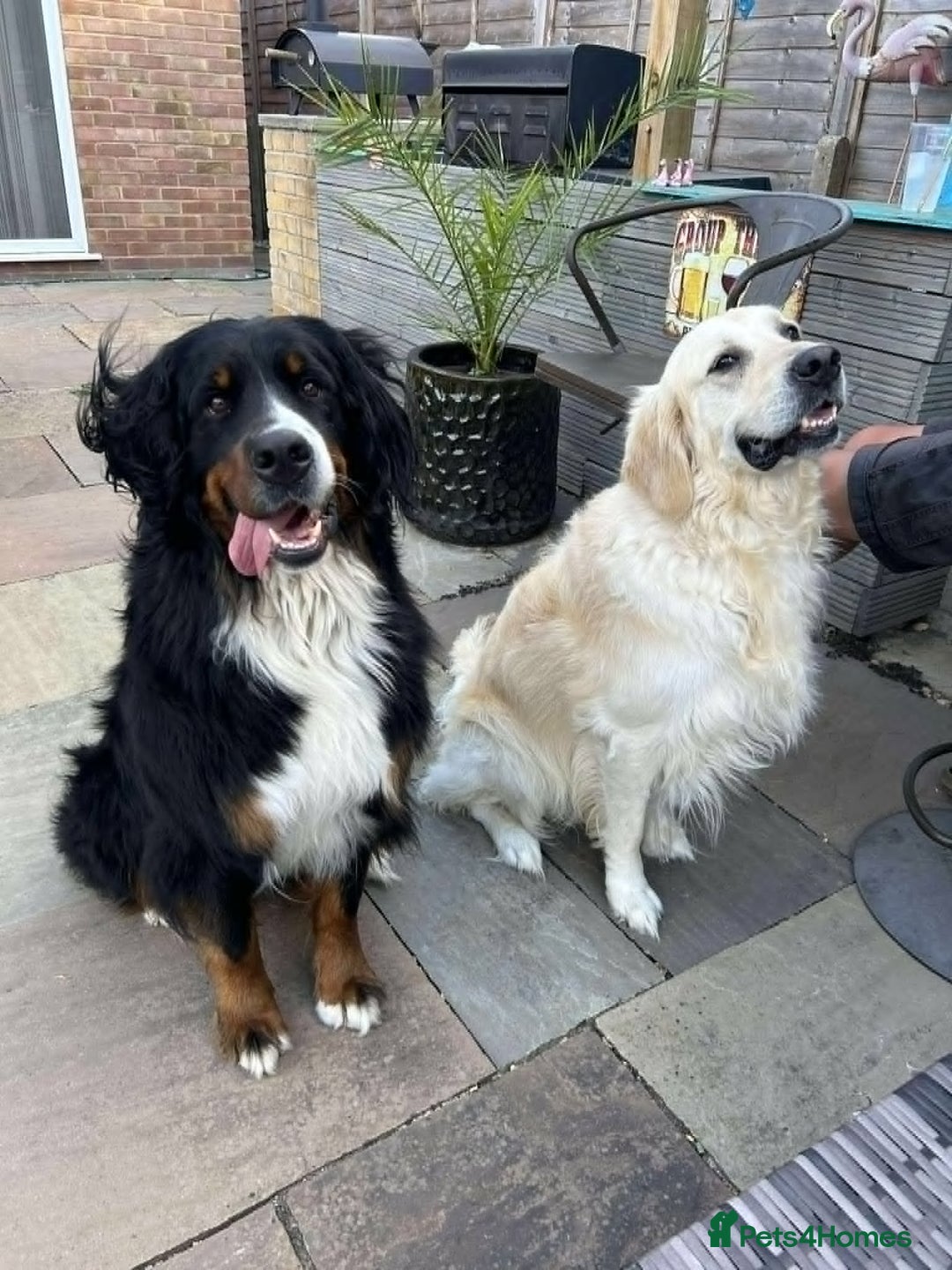 Mixed Breed dogs for sale: Golden Mountain Dog Pups - Advert 2