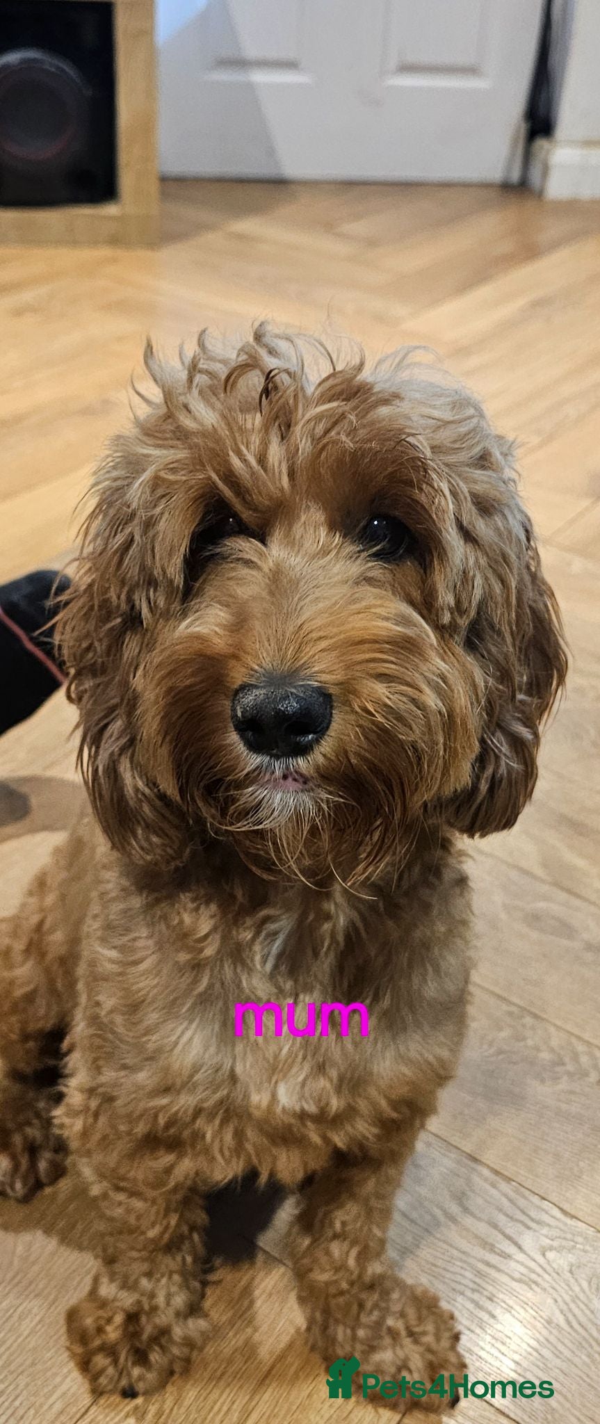Cockapoo dogs Beautiful Cockapoo puppies - Advert 1