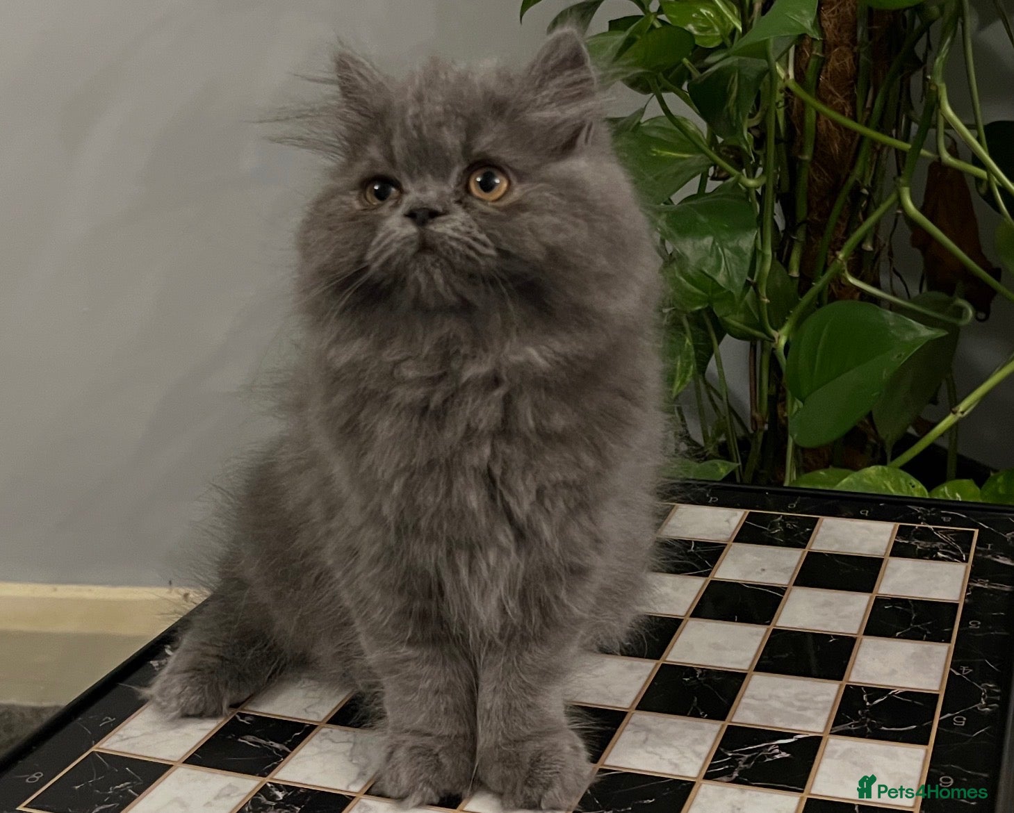 Persian cats READY NOW - SUPER PLAYFUL BLUE PERSIAN GIRL  - Advert 1
