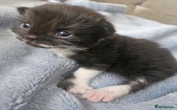 Mixed Breed cats for sale: Adorable Fluffy little Boy  - Image 10