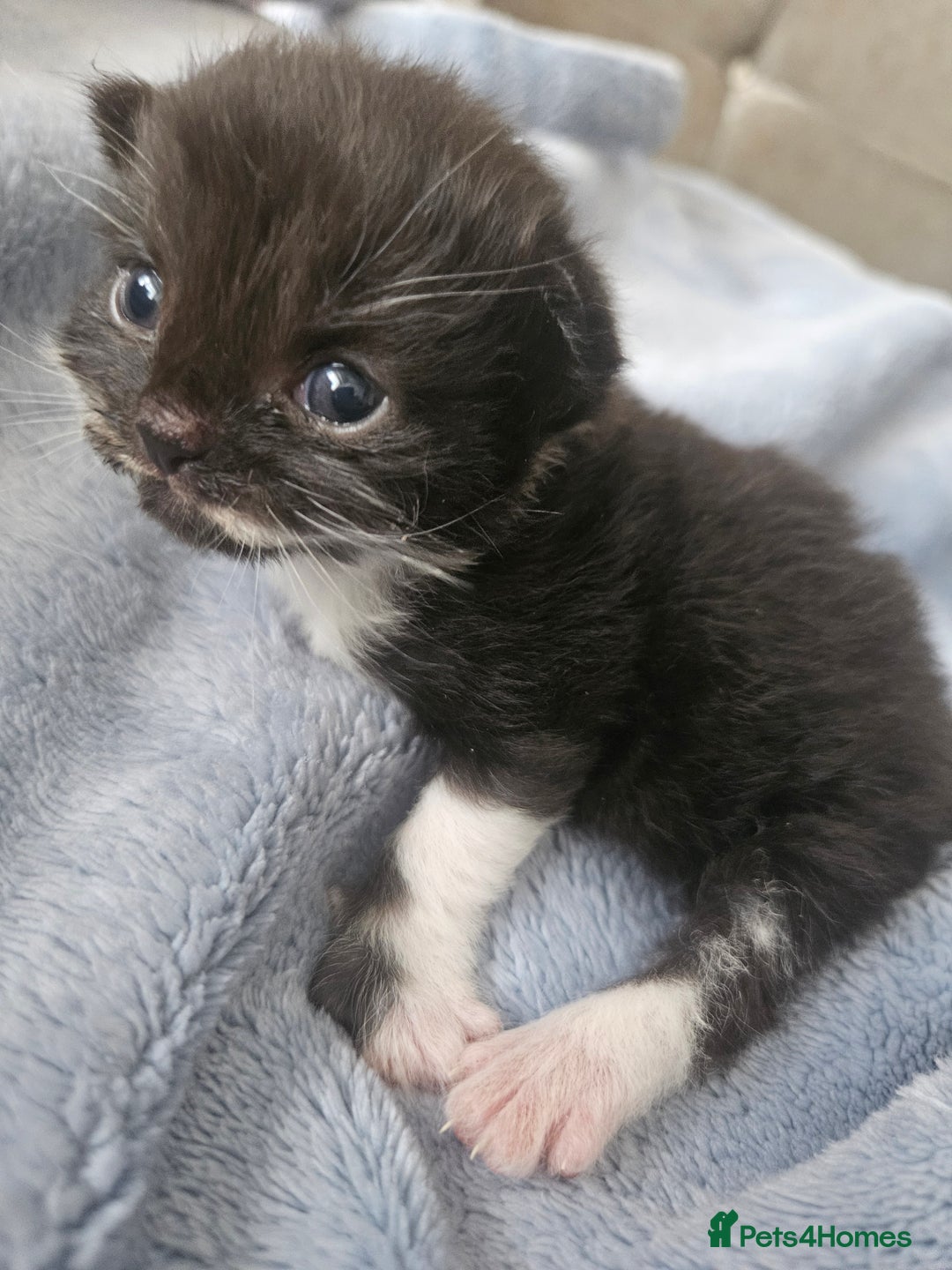 Mixed Breed cats for sale: Adorable Fluffy little Boy  - Image 10