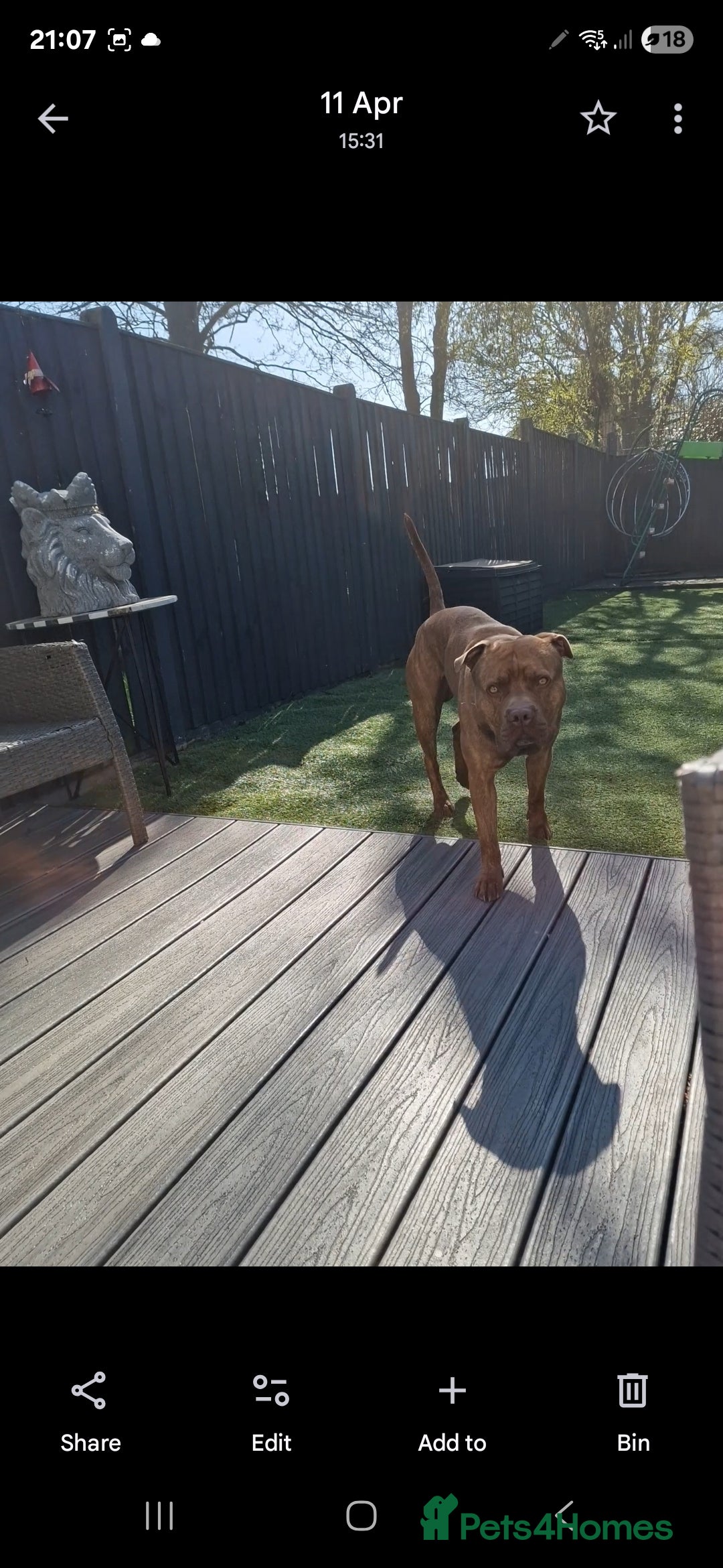 Mixed Breed dogs for sale: Meet Nelson - Image 1