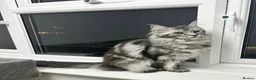 Maine Coon cats for sale: Gorgeous registered Maine coon girl- ready now - Advert 4