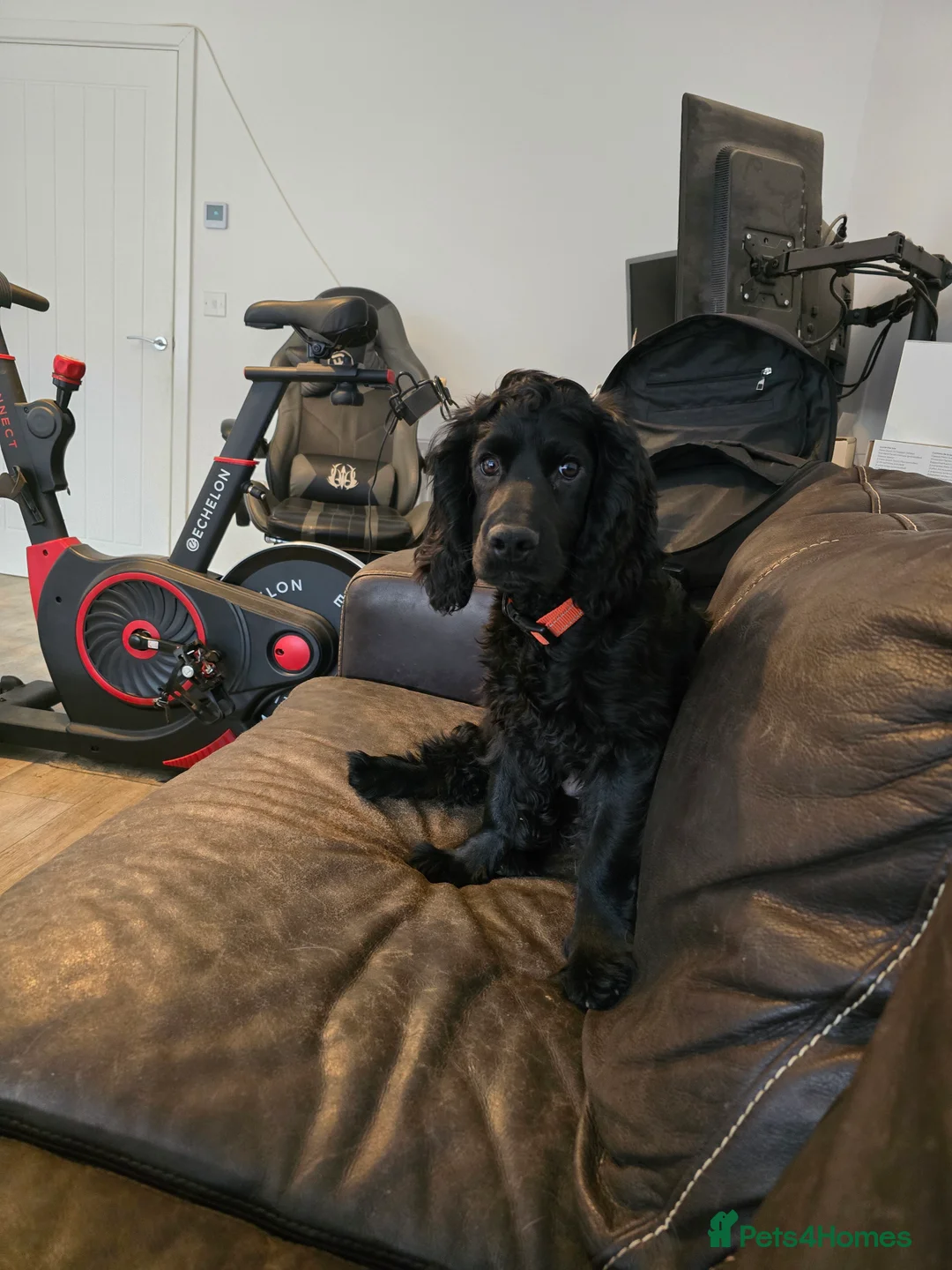 Cocker Spaniel dogs for sale: Working Cocker Spaniel Male in Lincoln - Advert 2