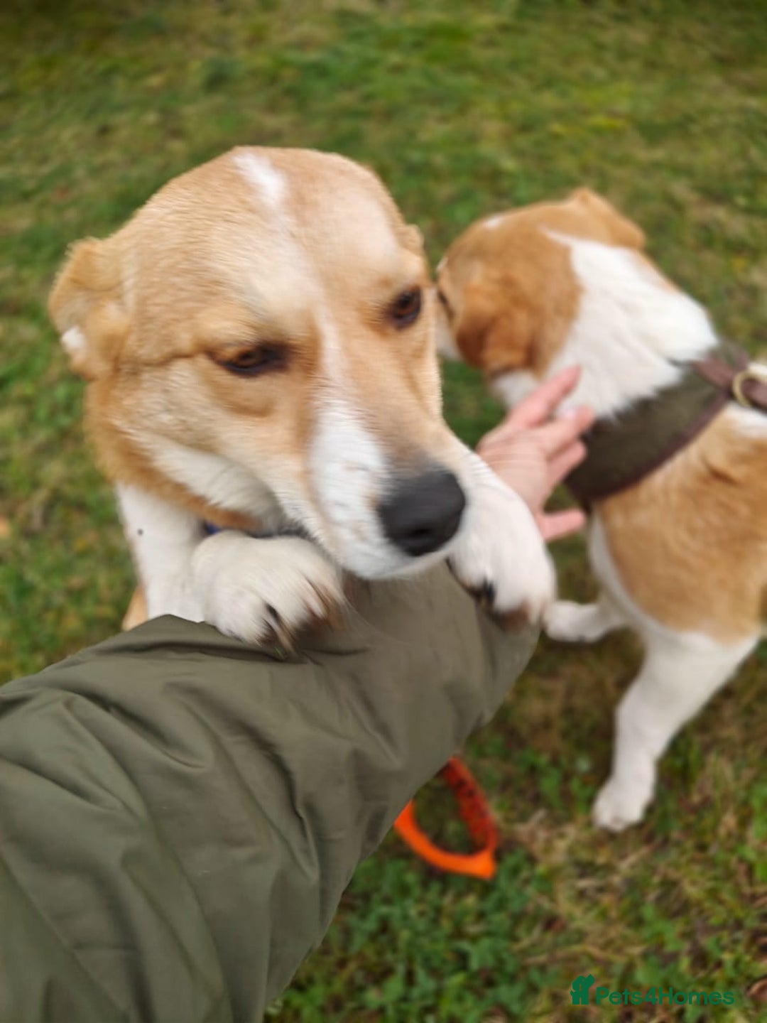 Mixed Breed dogs for adoption: ❤️MEYA&KALLIE❤️-2 SMALL SISTERS SEEK A KIND HOME - Advert 3