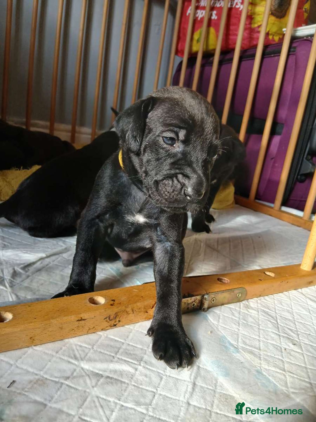 Mixed Breed dogs for sale: Presa canario cross golden labrador - Image 6