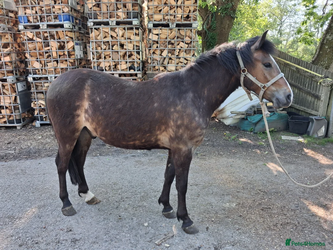 New Forest horses for sale: Smart NF gelding - Advert 2