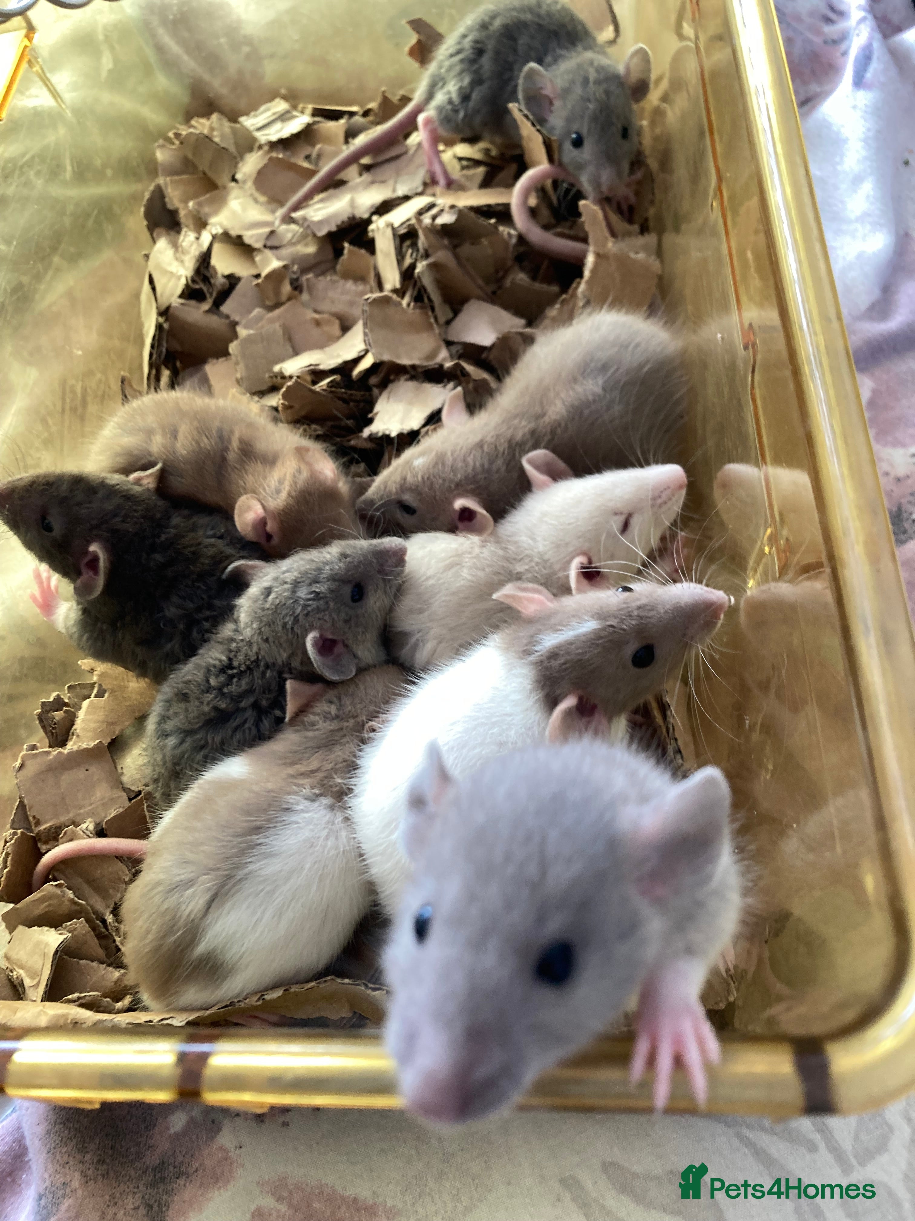 Rat rodents Rats for sale - Advert 2