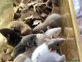 Rat rodents Rats for sale - Advert 2