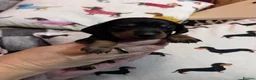 Dachshund dogs for sale: Beautiful mini Dachshunds  - Advert 11