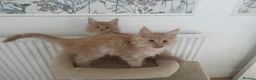 Maine Coon cats for sale: Gorgeous purebred Red/cream male Maine coon kitten - Advert 8