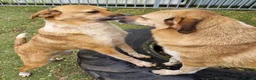 Mixed Breed dogs for adoption: Tessa and Tosca -looking for a home together in Ayr - Advert 6