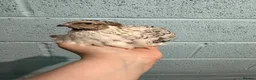 Quail poultry for sale: Coturnix/Japanise male Quail  - Advert 4