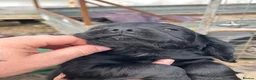 Cocker Spaniel dogs for sale: Cocker pups - Advert 8