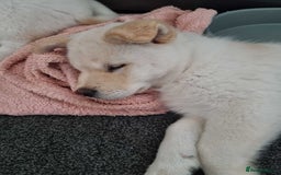 Mixed Breed dogs for sale: Chowski pups - Image 27