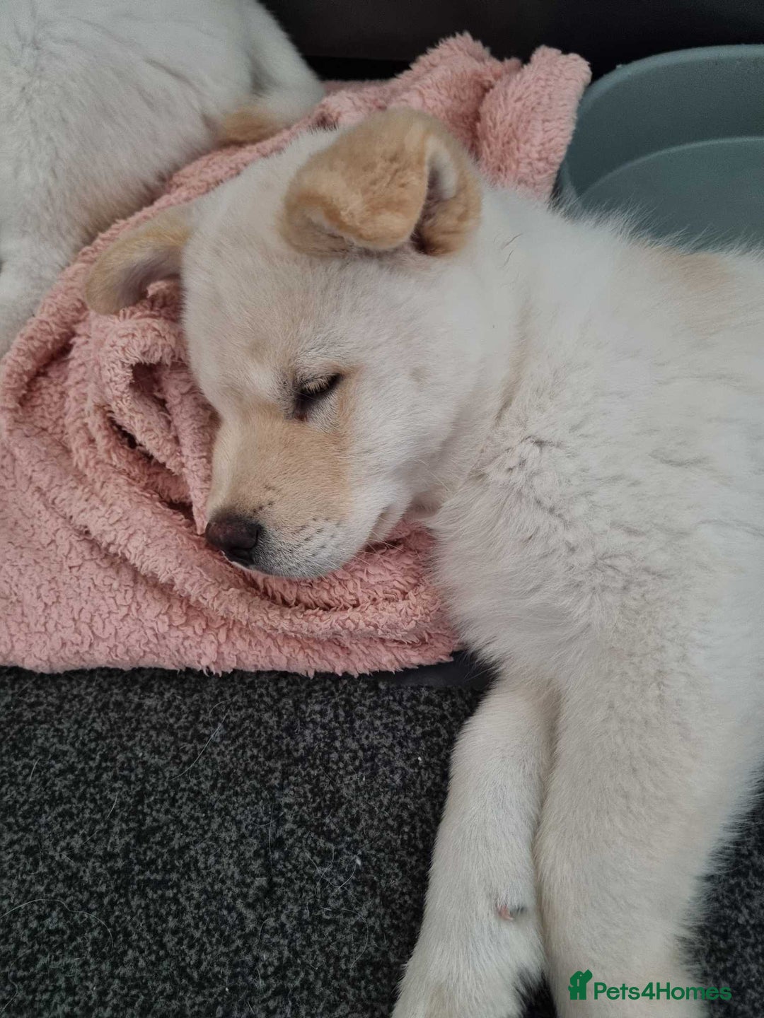 Mixed Breed dogs for sale: Chowski pups - Image 27