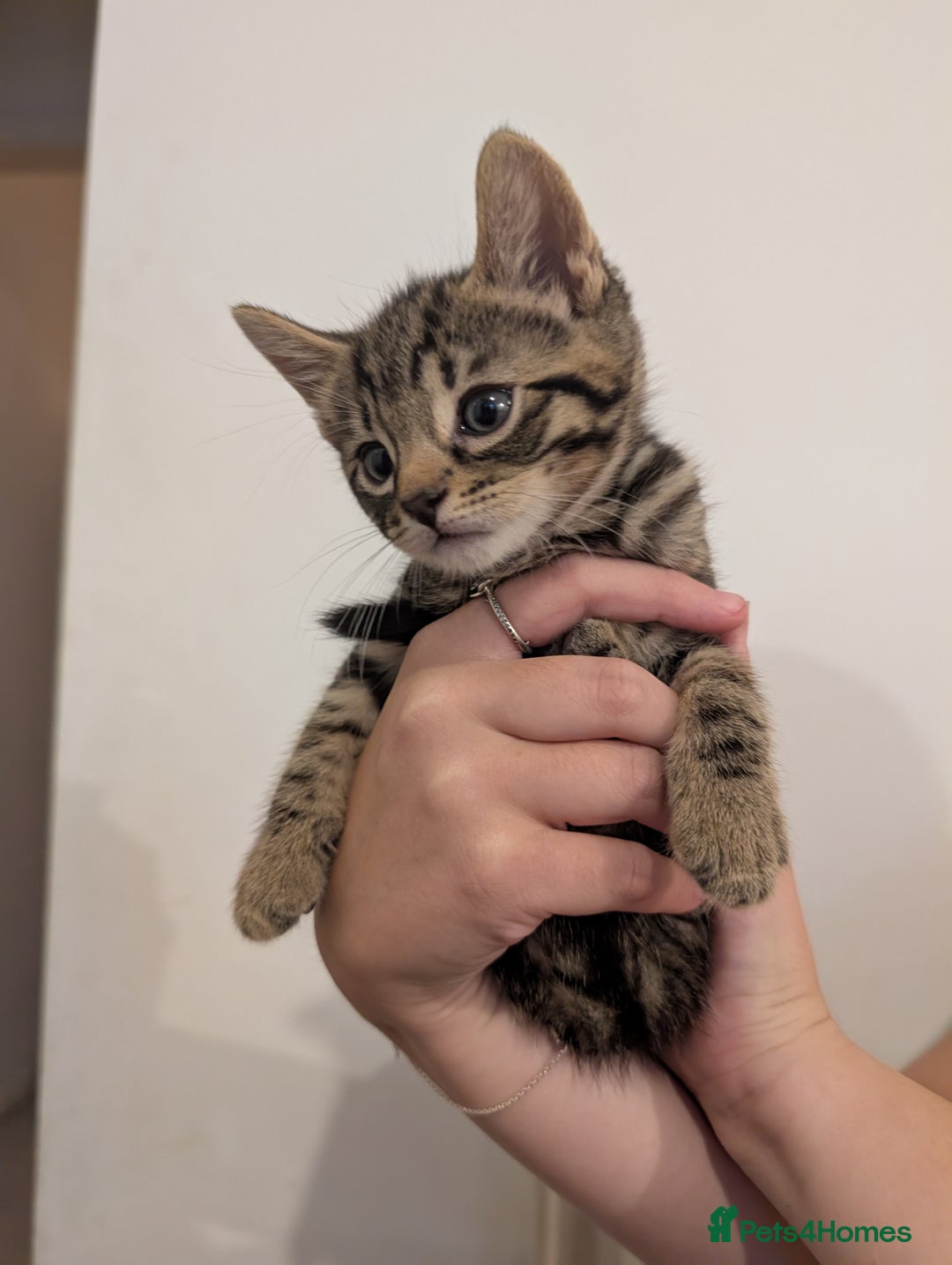 Domestic Shorthair cats for sale: Tabby kittens - Image 5
