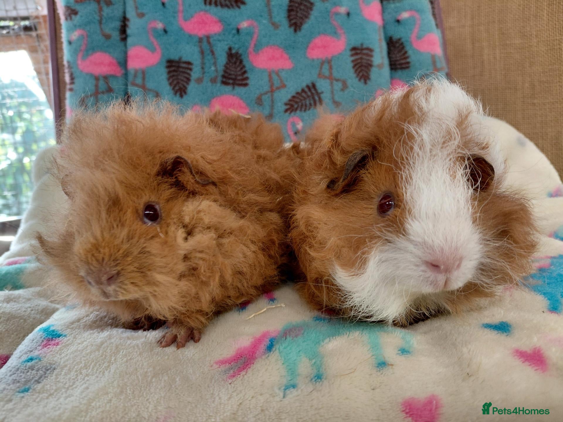 Guinea Pig rodents Pair Of Baby Sheltie Brothers RTR /Merino boar pr  - Advert 11