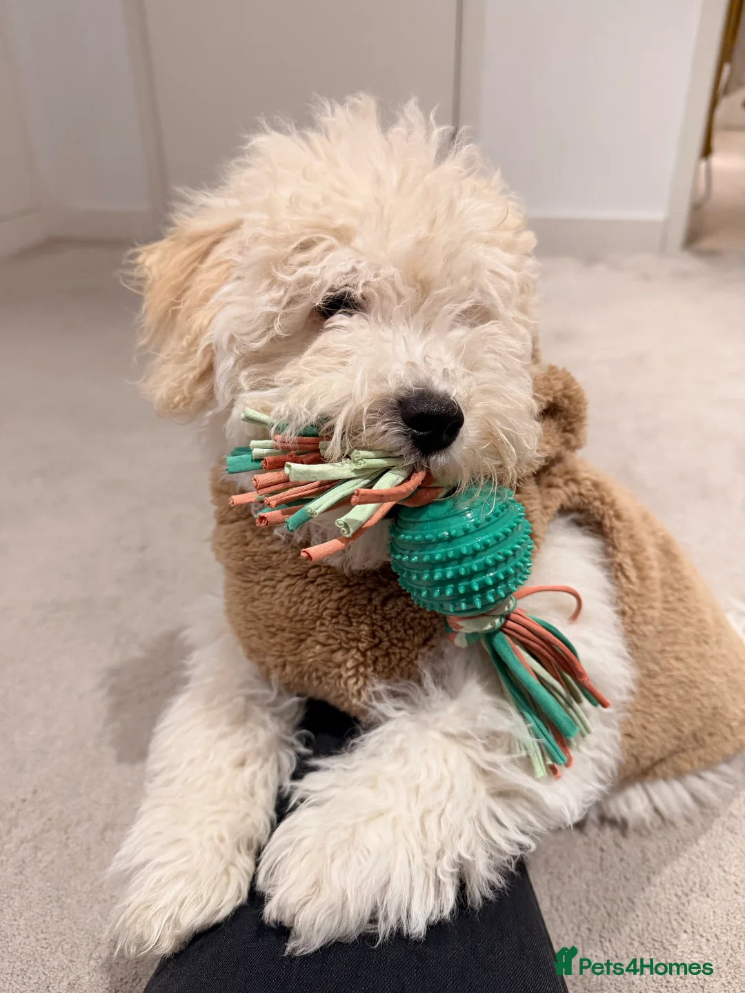 Maltipoo dogs for sale: 5‑Month‑Old Maltipooo Looking for a Loving Home - Advert 3