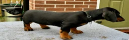 Dachshund dogs for sale: Dachshund puppies standard, wired-haired & smooth - Advert 16
