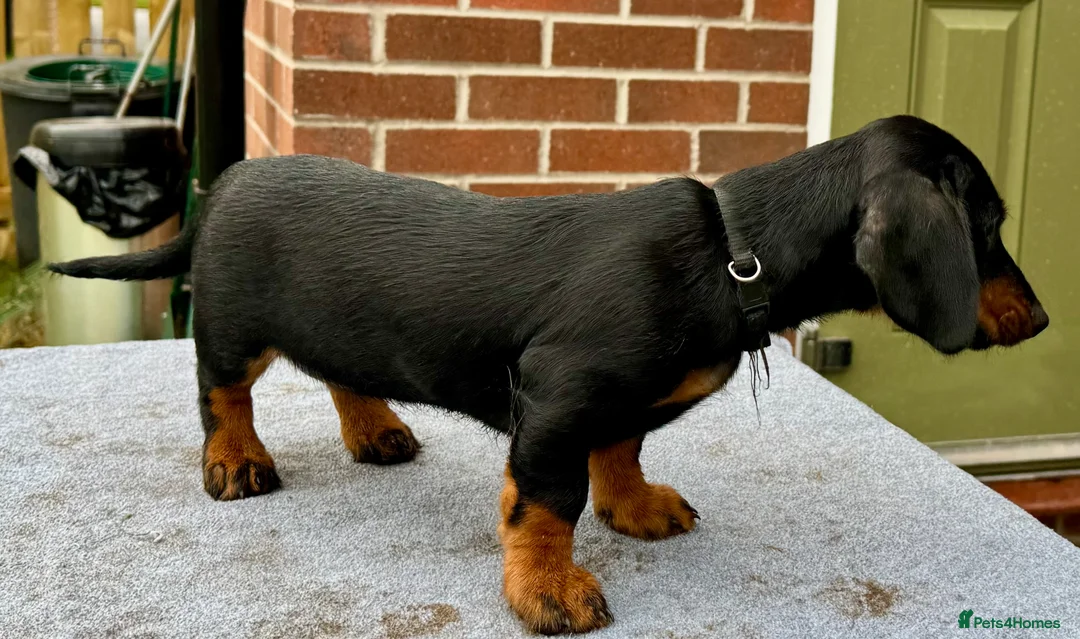 Dachshund dogs for sale: Dachshund puppies standard, wired-haired & smooth - Advert 16