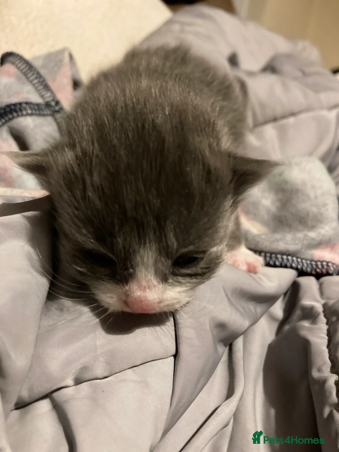 Mixed Breed cats for sale: Kittens in Norwich - Advert 6