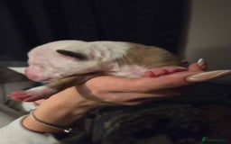 American Bulldog dogs for sale: American bulldog puppies  - Image 20