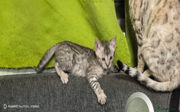 Bengal cats for sale: Silver Bengal kitten for sale  - Advert 4
