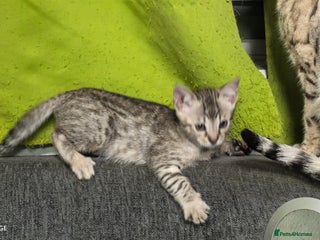 Bengal cats - Advert 35